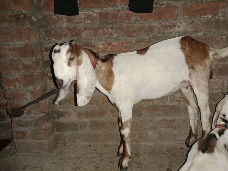 desi bakri 0