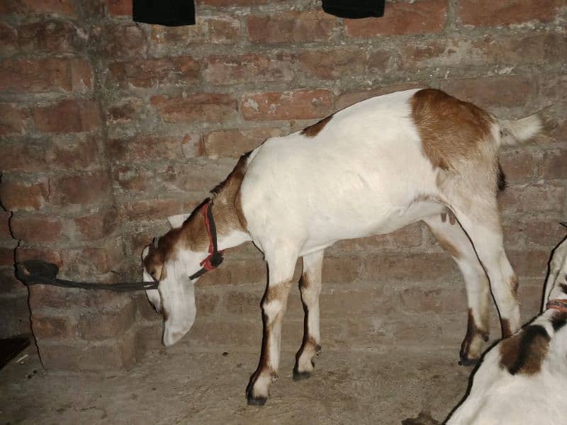 desi bakri 1