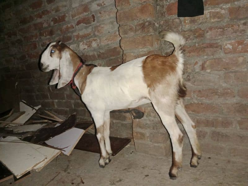 desi bakri 2