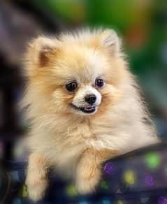 Pomeranian male for sale