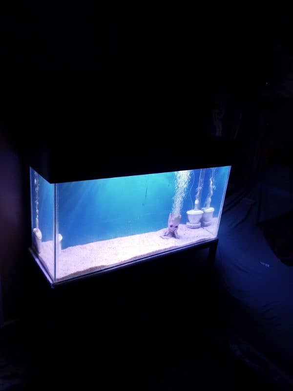 fish aquarium 1