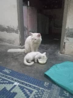 Persian cat and 1 kitten both for sale toilet train hain