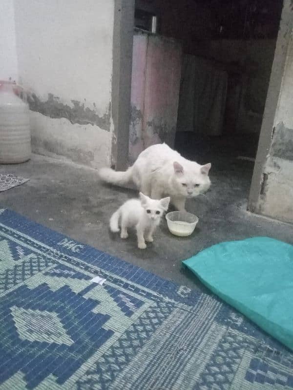 Persian cat and 1 kitten both for sale toilet train hain 2