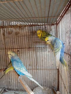 Australian budgies