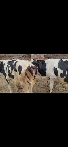 2 Friesian Girlando cross