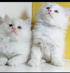 Persian triple coat kitten for sale 2 Pair only serious buyer contact