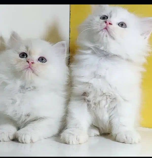 Persian triple coat kitten for sale 2 Pair only serious buyer contact 0