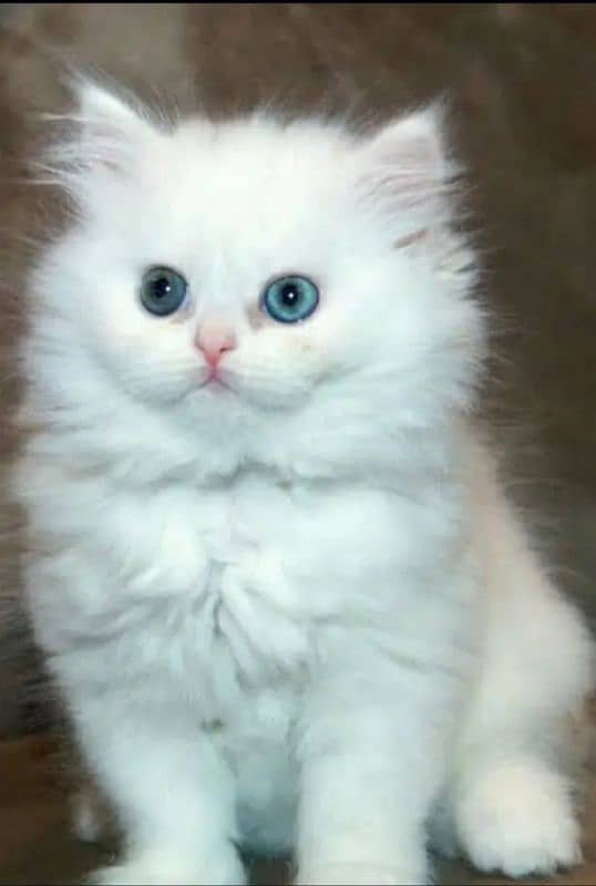 Persian triple coat kitten for sale 2 Pair only serious buyer contact 2