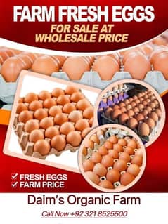 Egg | Golden Misri | Hens egg | Desi Eggs | fertile egg | andy