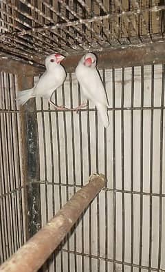 white java full active pair 0