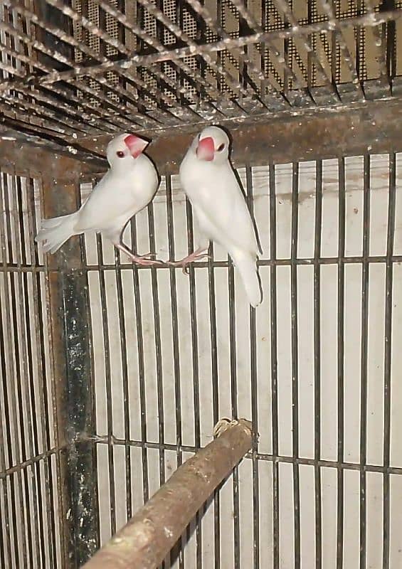 white java full active pair 1