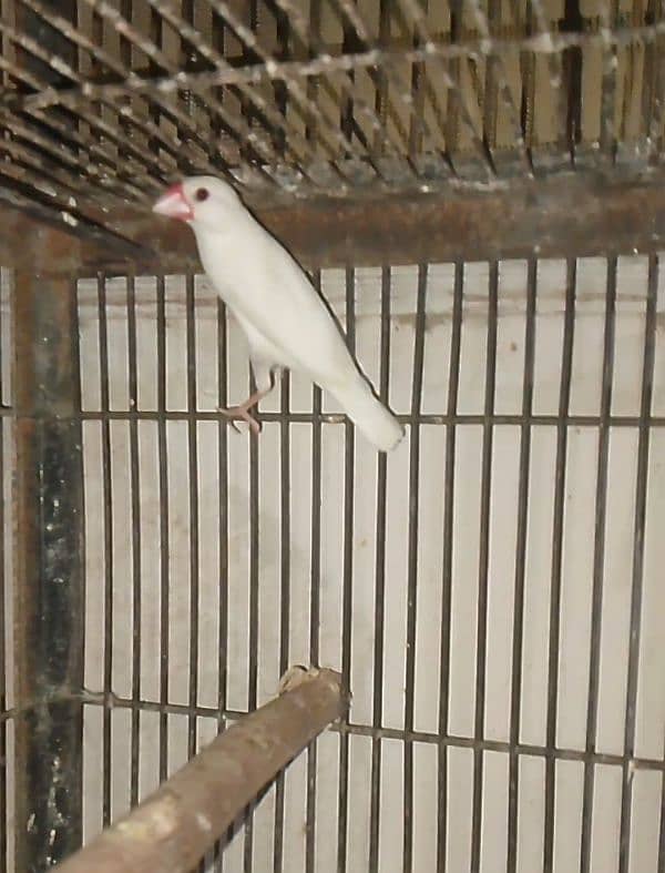 white java full active pair 2