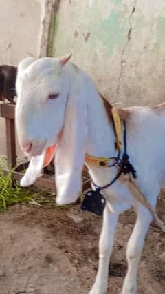 Gulabi Bakri 8-month