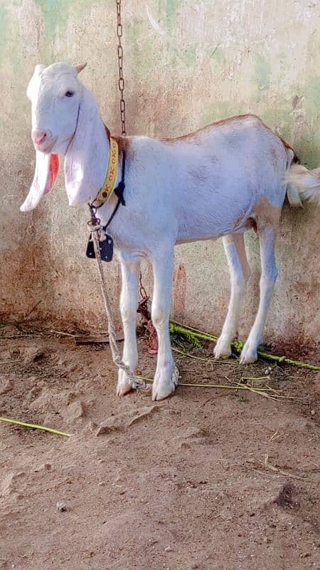 Gulabi Bakri 8-month 1