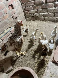 murghi aur 10 heera chicks age 40 days 0