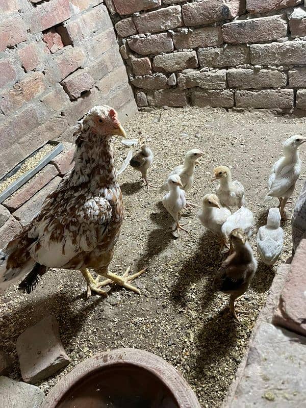 murghi aur 10 heera chicks age 40 days 1