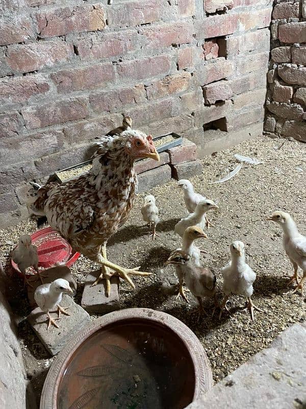 murghi aur 10 heera chicks age 40 days 2