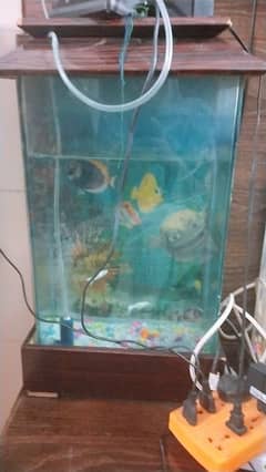 fish aquarium