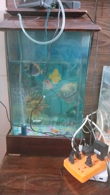 fish aquarium 1