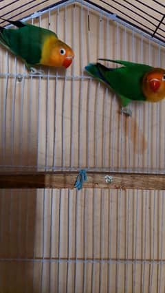 differnt love birds albino green fsiher lutiono blue fisher