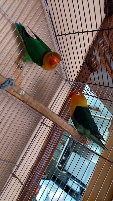 differnt love birds albino green fsiher lutiono blue fisher 1