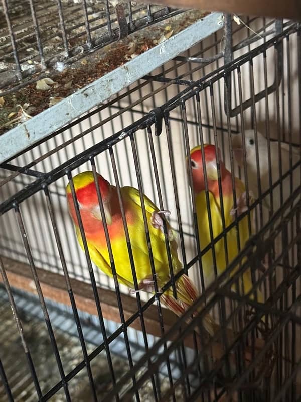 differnt love birds albino green fsiher lutiono blue fisher 3