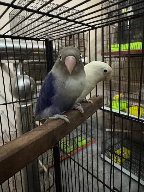 differnt love birds albino green fsiher lutiono blue fisher 4