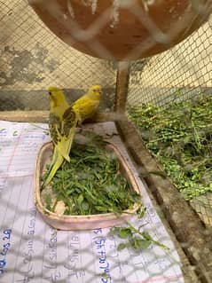 autralian bird budgie with cage 0