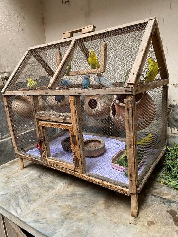 autralian bird budgie with cage 2