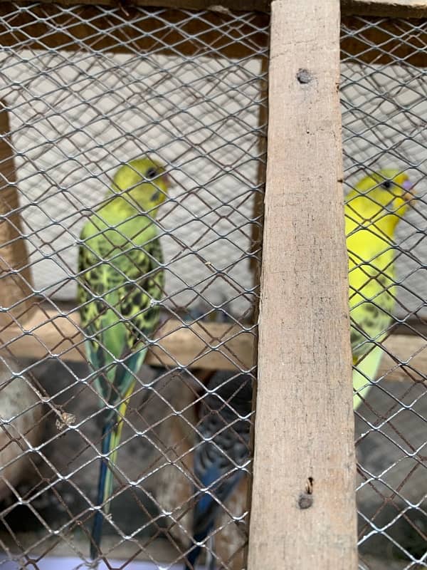 autralian bird budgie with cage 3