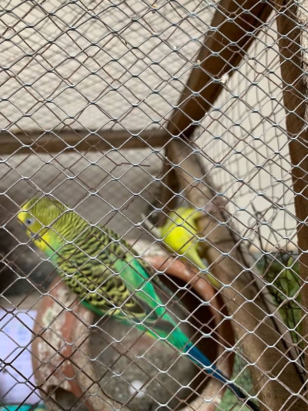 autralian bird budgie with cage 4