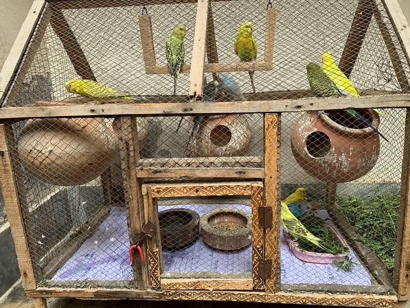 autralian bird budgie with cage 7