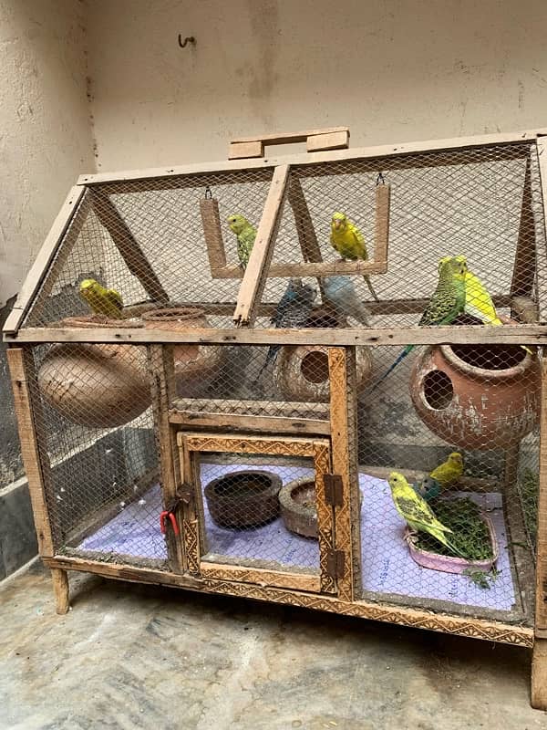 autralian bird budgie with cage 8