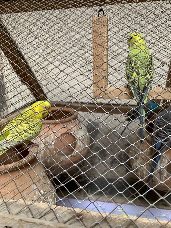 autralian bird budgie with cage 9