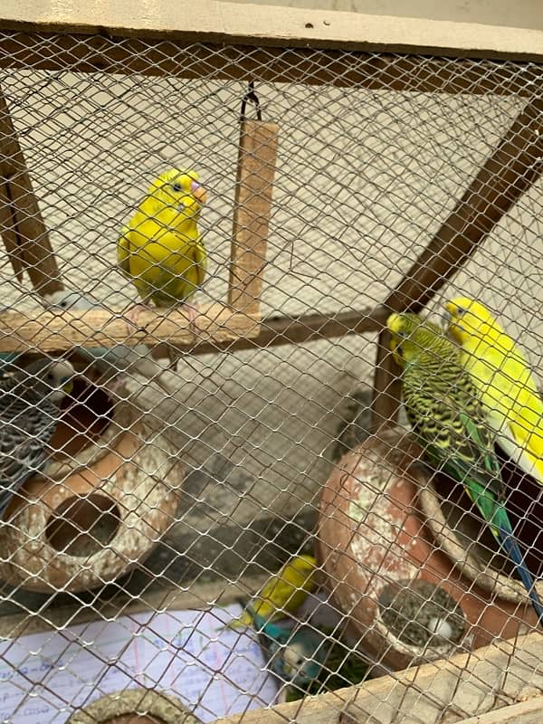 autralian bird budgie with cage 10