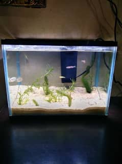 1 feet imported planted aquarium for sale