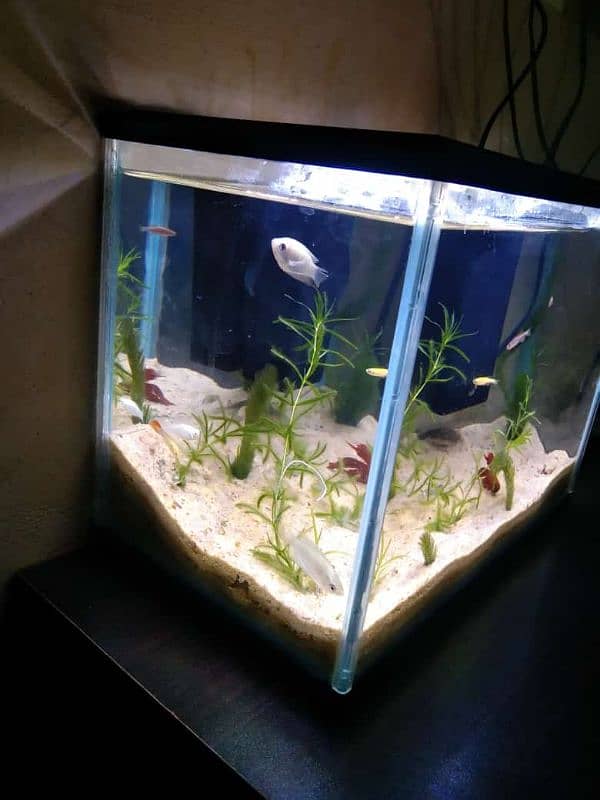 1 feet imported planted aquarium for sale 1