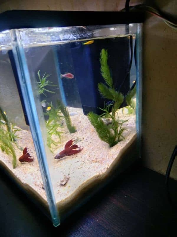 1 feet imported planted aquarium for sale 2