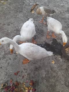 Big Size 4 Ducks Healthy and Active