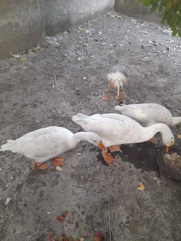 Big Size 4 Ducks Healthy and Active 1