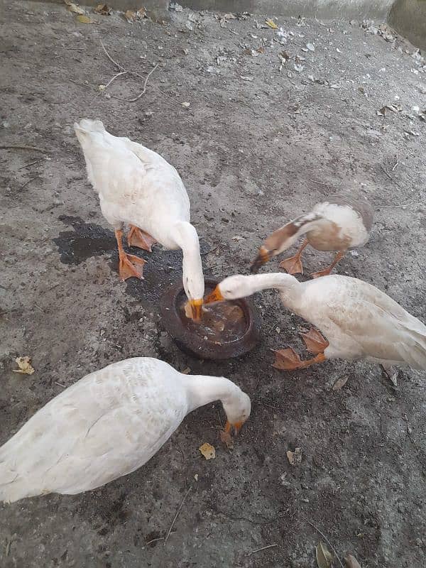 Big Size 4 Ducks Healthy and Active 2