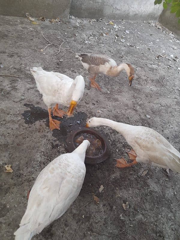 Big Size 4 Ducks Healthy and Active 3