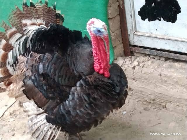 Turkey Bird Breeder Pair Heera Aseel and Minawali also available 2