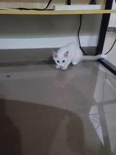 Persian cat for sale