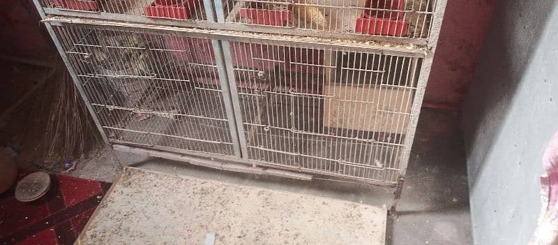 8/box cage ha 5