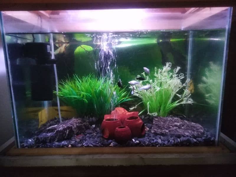 fish for sale with aquarium 1