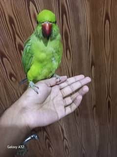 parrot tame parrot 0