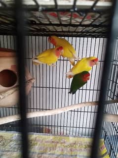 lovebirds 2 pair for sale with matka in 5000