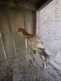 Aseel Baby chickens  age 5 month for sale Rs. 12000 0