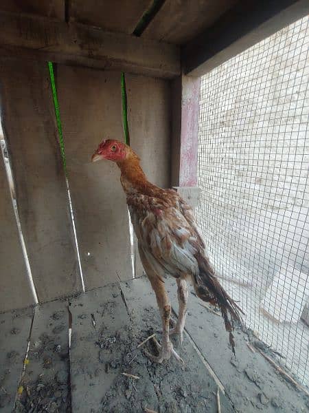 Aseel Baby chickens  age 5 month for sale Rs. 12000 1